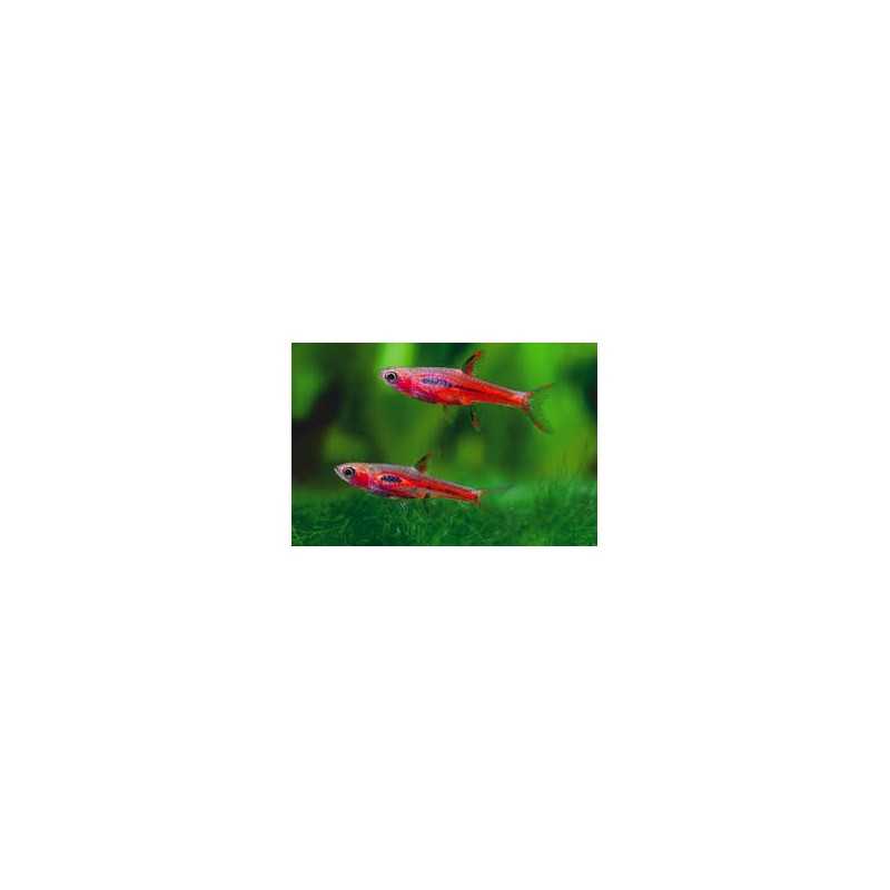 Rasbora Brigittae Boraras sm