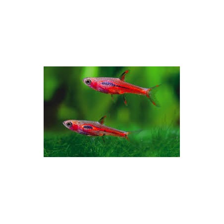 Rasbora Brigittae Boraras sm