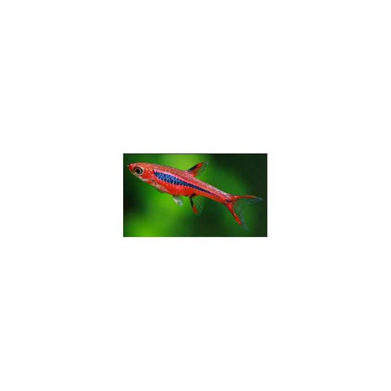 Rasbora Brigittae Boraras sm