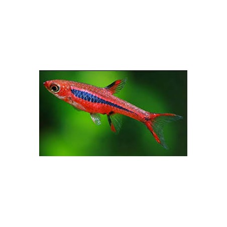 Rasbora Brigittate Boraras SM
