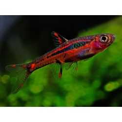 Rasbora Brigittae Boraras sm