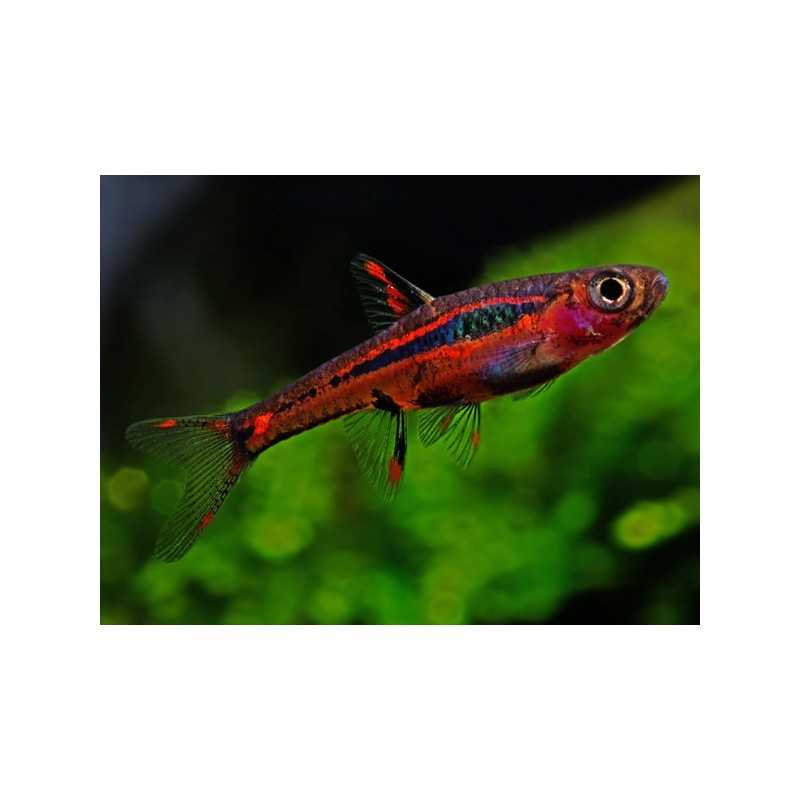 Rasbora Brigittae Boraras sm