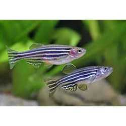 Danio Rerio Zebra - Juventus Fish 2