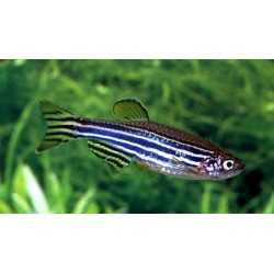 Danio Rerio Zebra - Juventus Fish
