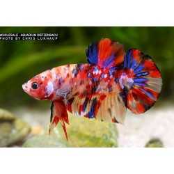 KOI Nemo Betta Splendens Halfmoon