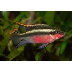 Pulcher RED ciclide 2