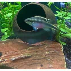 Pulcher RED ciclide