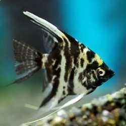 Scalar Murble Pterophillum 2