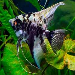 Scalare murble PTEROPHILLUM