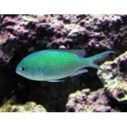 CHROMIS VIRIDIS