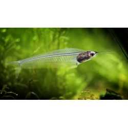Kryptopterus bicirrhis skeleton fish