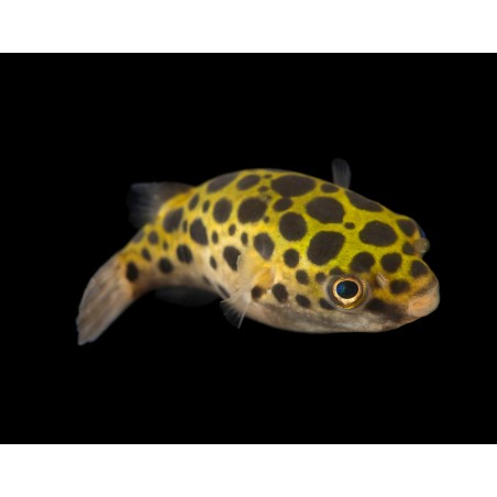 Boule de poisson Tetroody Nigroviridis