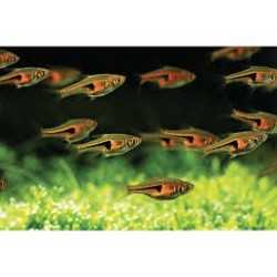 Rasbora Espei 2