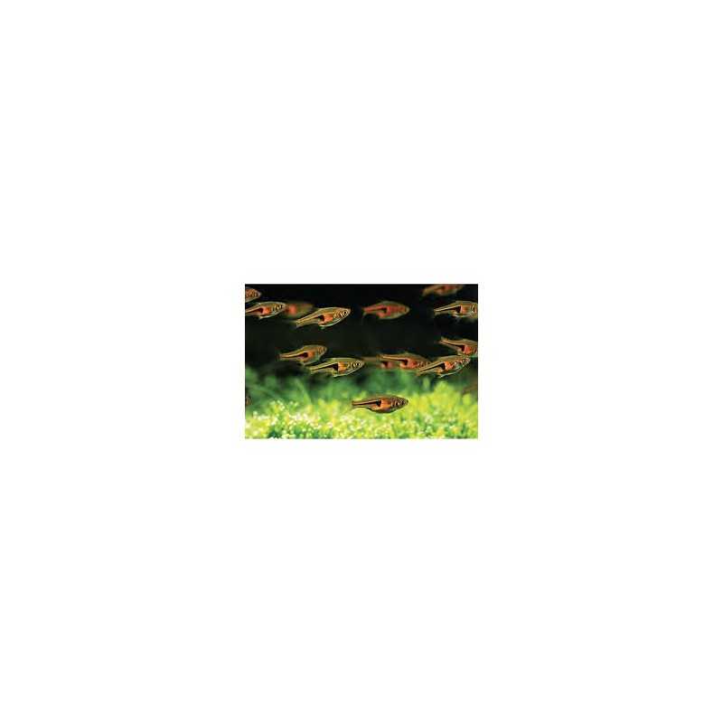 Rasbora Espei