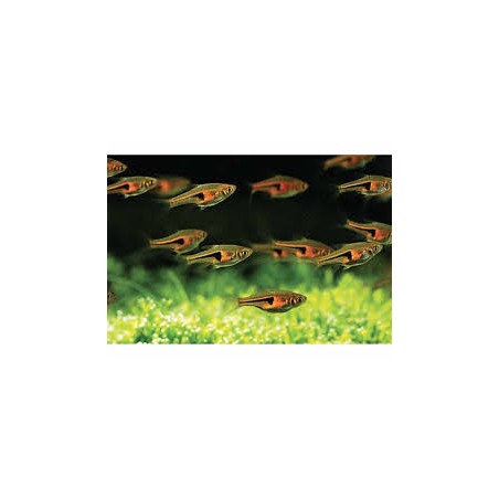 Rasbora Espei