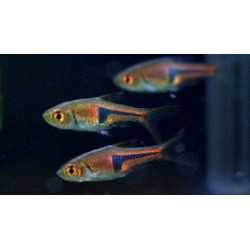 Rasbora Espei
