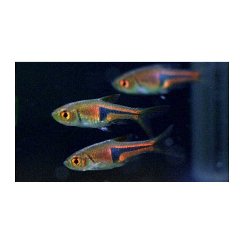 Rasbora Espei