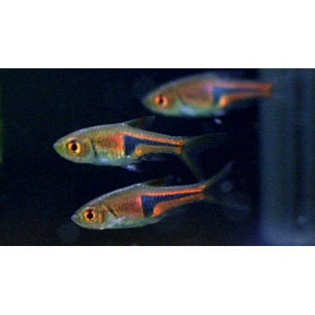 Rasbora Espei