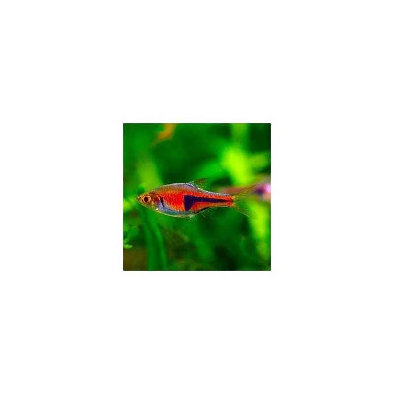 Rasbora Espei