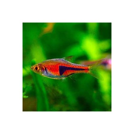 Rasbora Espei