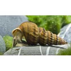 Brotia Herculea lumaca alghivora