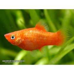 Platine orange