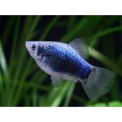 PLATY Blu Mickey Mouse Xiphophorus maculatus