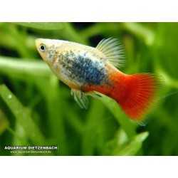 Platy Balu Tuxedo Firetail Xiphophorus Maculatus