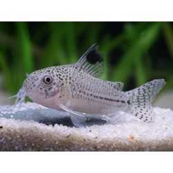 Corydoras Julii
