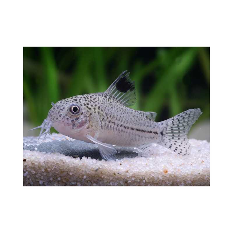 Corydoras Julii