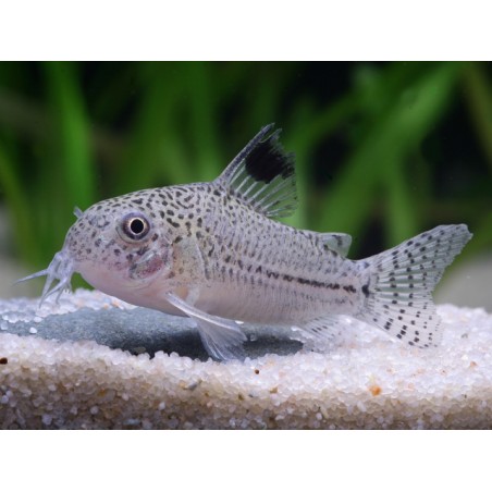 Corydoras Julii