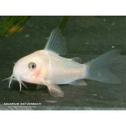 Corydoras Albino Paleatus