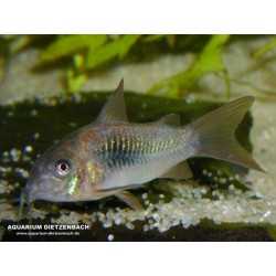 Corydoras Aeneus