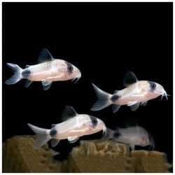 Corydoras Panda 2