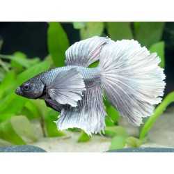 Big Ear Betta Splendens Halfmoon