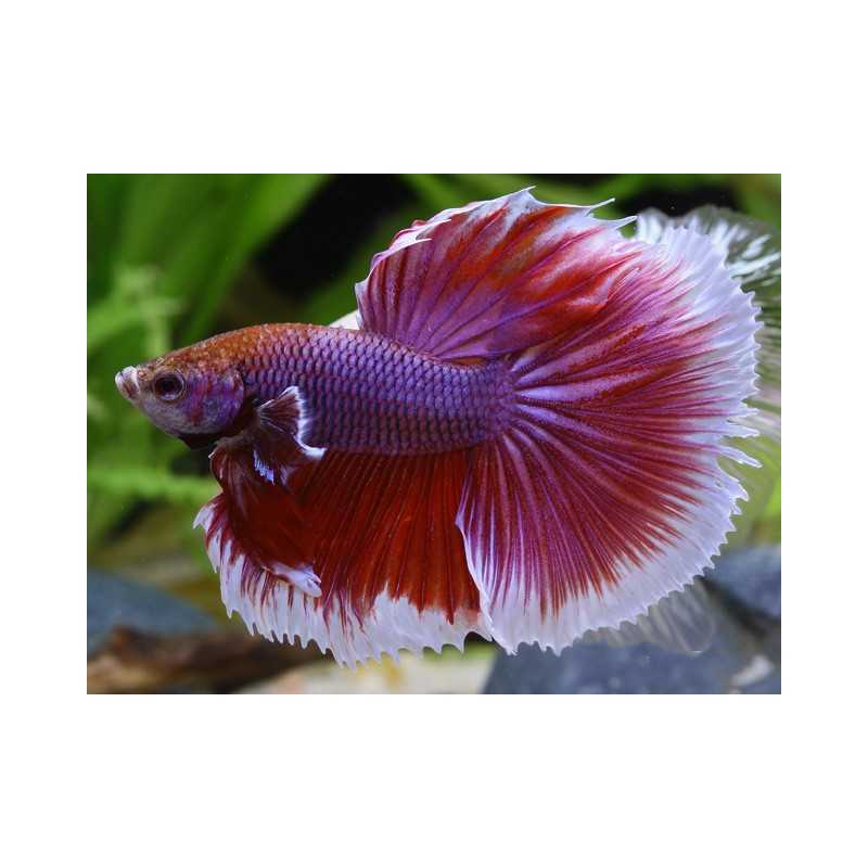 Butterfly Betta Splendens Halfmoon