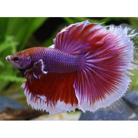 Butterfly Betta Splendens Halfmoon
