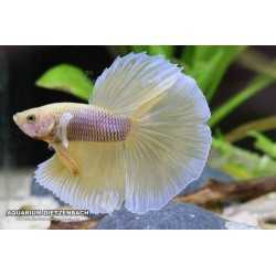 Butterfly Betta splendens hameaux 2