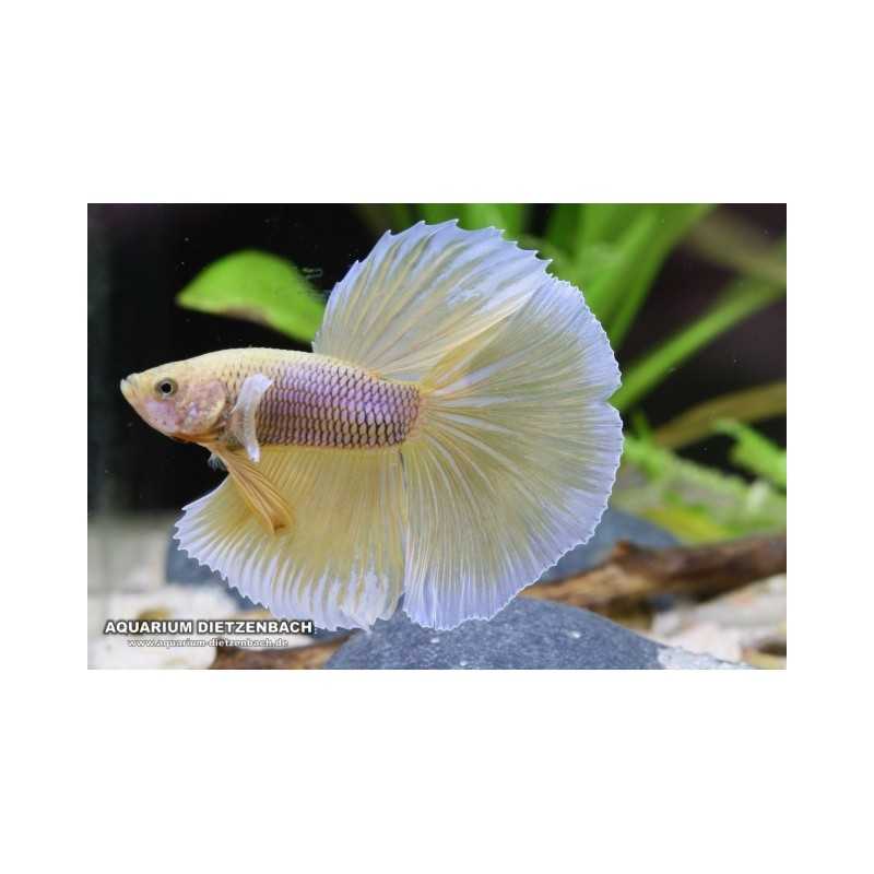 Butterfly Betta Splendens Halfmoon
