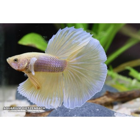 Butterfly Betta Splendens Halfmoon