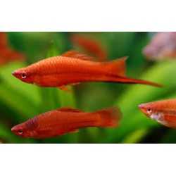 Xiphophorus Hellerii holder 2
