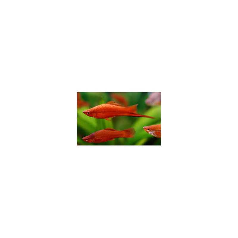 Support Hellerii Xiphophorus