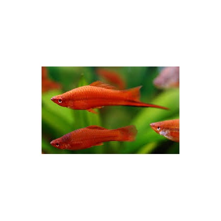 Portaspada Xiphophorus hellerii