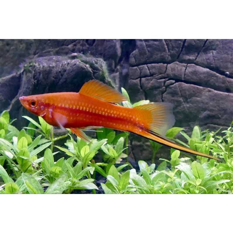 Portaspada Xiphophorus hellerii