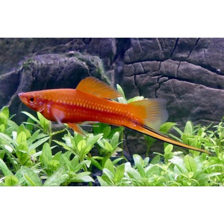 Portaspada Xiphophorus hellerii