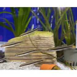 Siamensis Epalzeeneengynchus MD 2