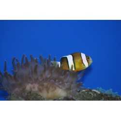 Amphiprion ocellaris - Clown fish 2