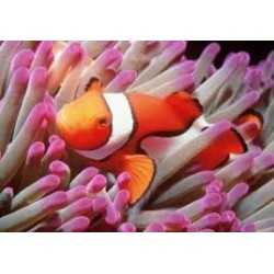 Amphiprion ocellaris - Clown fish