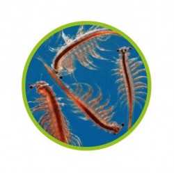 Artemia Hobby schiuditoio