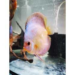 DISCUS Snake BLUE 13-15 cm 2
